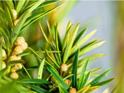 63417 tis cerveny david