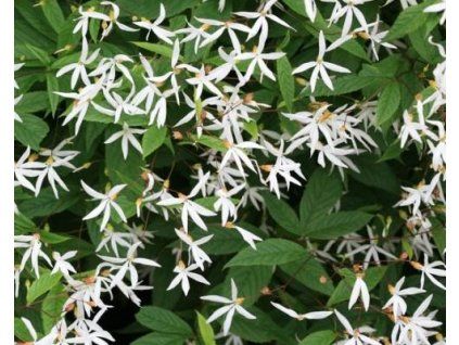 63738 1 trubucka trojlista