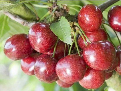 64878 tresen celeste