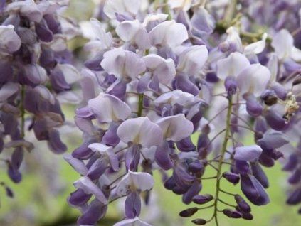 Vistárie čínská 'Amethyst' (Balení kontejner C2)