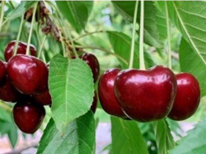 66858 visen korosska