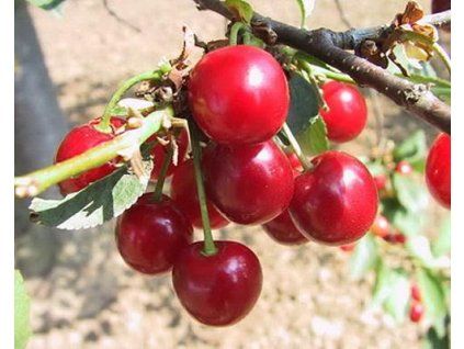 66885 1 visen morsam