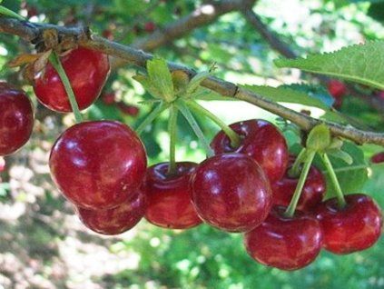 66918 1 visen piramis