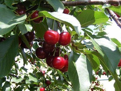 66930 visen ujfehertoi furtos