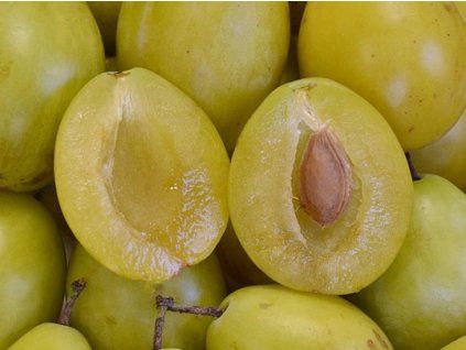 67575 svestka zakrsla goldust