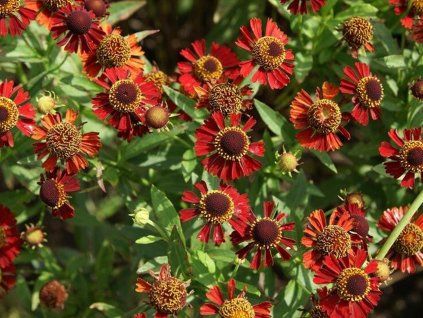 Záplevák x hybr. 'Ruby Tuesday' - Helenium x hybr. 'Ruby Tuesday' (Balení kontejner C2)