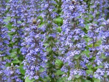 Reptilienflüchtling