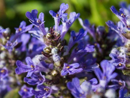 Schokoladenstückchen