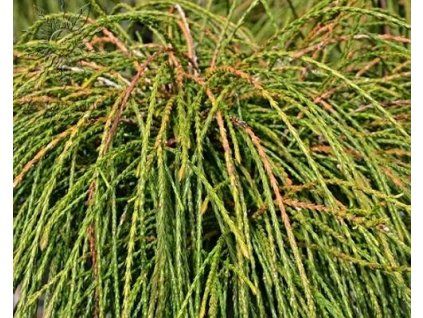 68046 1 Riesen-Whipcordgewebe