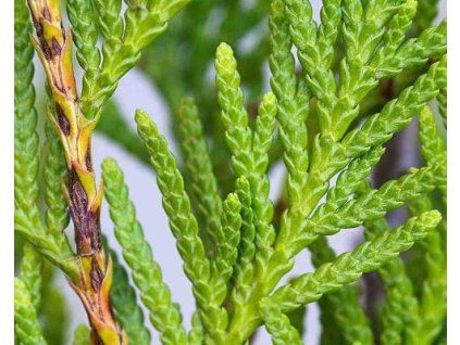 68049 1 grasiger Dorn