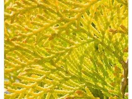 68076 1 Abendländischer Lebensbaum Aurea