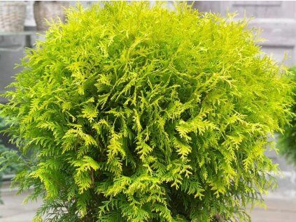 Thuja occidentalis Golden Globe 2