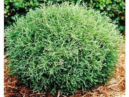 68184 1 westlicher Lebensbaum Bowlingball