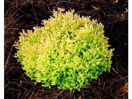 68193 1 Thuja West Rheingold