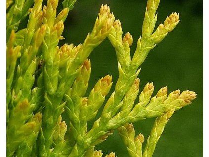 68199 1 Lebensbaum Westsalland