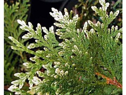 68232 1 Abendländischer Lebensbaum 'Snow Tip'