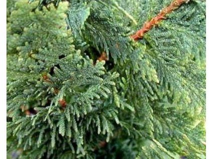 68235 1 westliche Thuja-Spirale