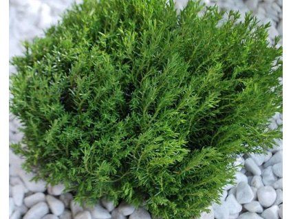 68253 1 westlicher Kranich Teddy