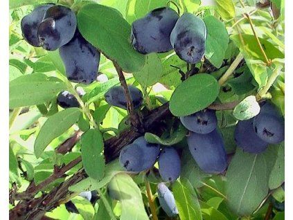 68322 1 Lonicera kamtschatica Borealis