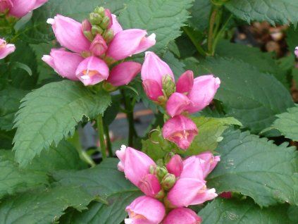 68835 zelonice lysa chelone obliqua