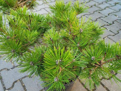 Pinus densiflora 'Jane Kluis' (2)