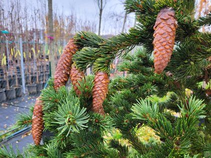 Picea abies 'Lombartsii' (1)