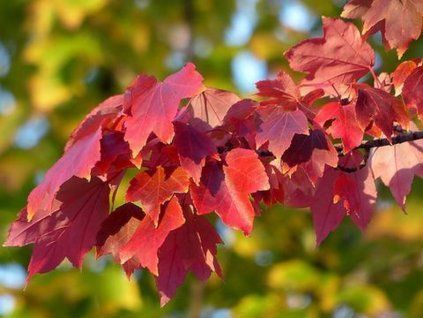 acer rubrum Blätter frankenschultz CC BY NC SA 2 0