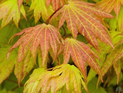 Acer Herbstmond (2)