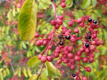 72483 zlutodrev cinsky