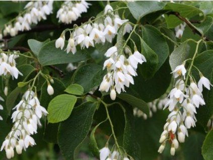 Styrax