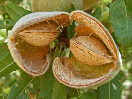 73266 1 mandlon tuono