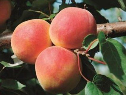 73287 1 merunka farhial