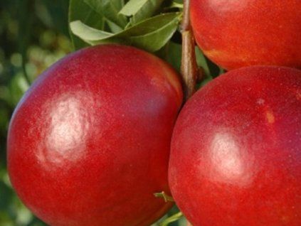 73326 1 nektarinka fire top