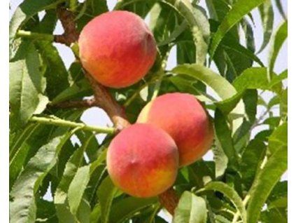 73347 broskvon rich may