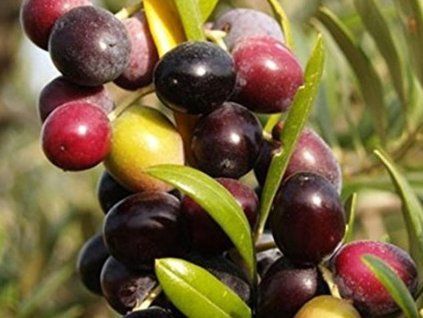 Arbequina