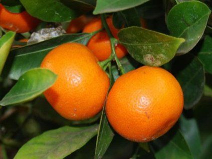 74211 3 calamondino
