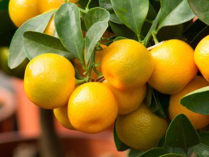 Citrus Calamondino