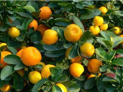 kumquat