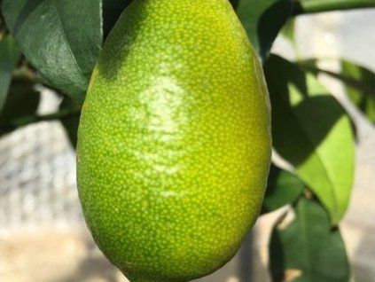 limequat