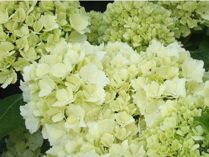 Ave Marie wurde verkleinert