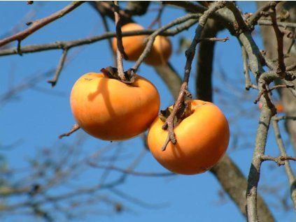 78015 verschiedene Kaki-Sorten
