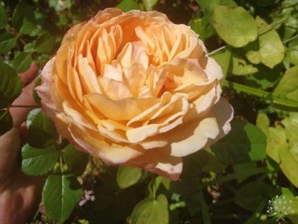 Rose 'Capri®' (Container C2-Packung)