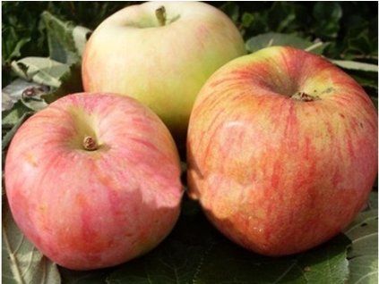 79020 1 jablon celeste