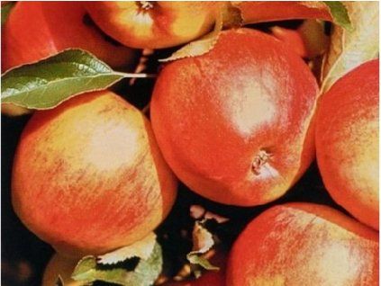 79206 1 jablon delor