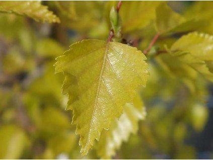 betula pendula golden obelisk