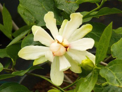 Calycanthus Athens
