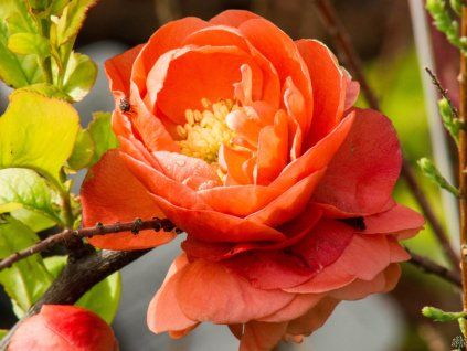 Chaenomeles Mango Storm (2)