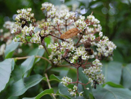 Tetradium daniellii Blume