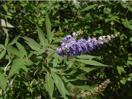 vitex