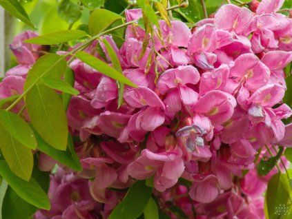 Robinia pseudoacacia Casque Rouge 'Pink Cascade'